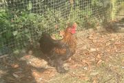 11 week old silkie x pekin rooster