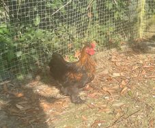 11 week old silkie x pekin rooster