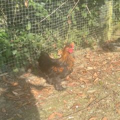 11 week old silkie x pekin rooster