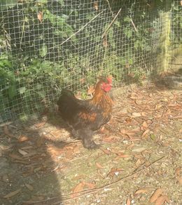 11 week old silkie x pekin rooster