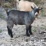 pygmy goats Image 8