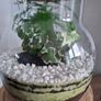Forest in the jar Image 3