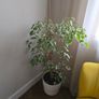 House plants Image 4