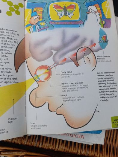 How My Body Works