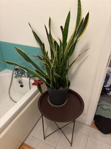 Snake Plant