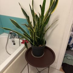 Snake Plant