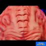 Teenage Mutant Ninja Turtles Krang 1:1 Latex Prop Trick or Treat Studios Image 7