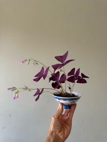 house plant