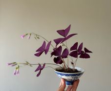 house plant