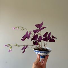 house plant