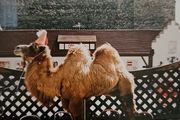 Wilco - (The Album)