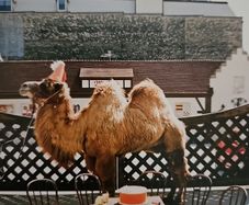 Wilco - (The Album)
