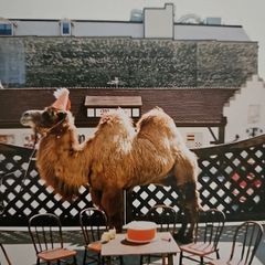 Wilco - (The Album)