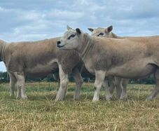 Pedigree Texel rams shearlings