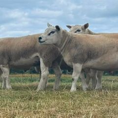 Pedigree Texel rams shearlings