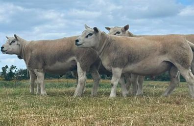Pedigree Texel rams shearlings