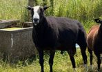 Purebred Zwartbles Ram Lambs & Rams