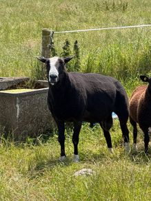 Purebred Zwartbles Ram Lambs & Rams