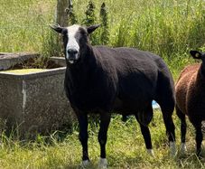 Purebred Zwartbles Ram Lambs & Rams