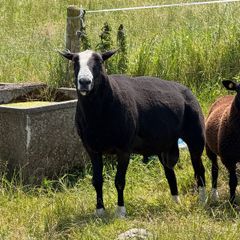 Purebred Zwartbles Ram Lambs & Rams