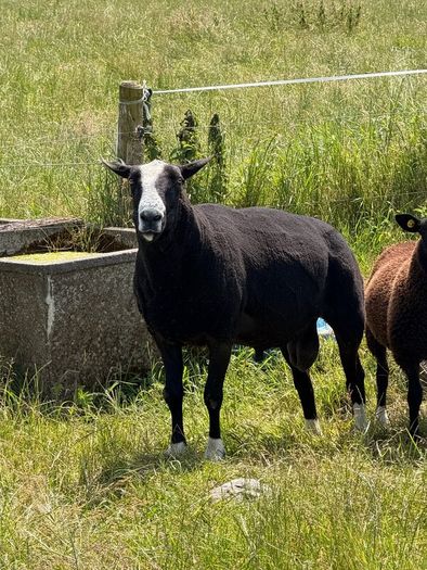 Purebred Zwartbles Ram Lambs & Rams