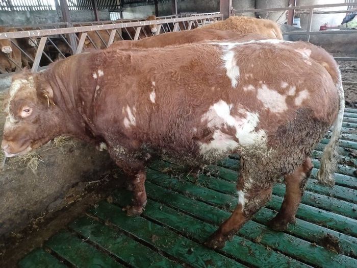Hybrid Bulls