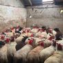 50 super ewe lambs Image 3