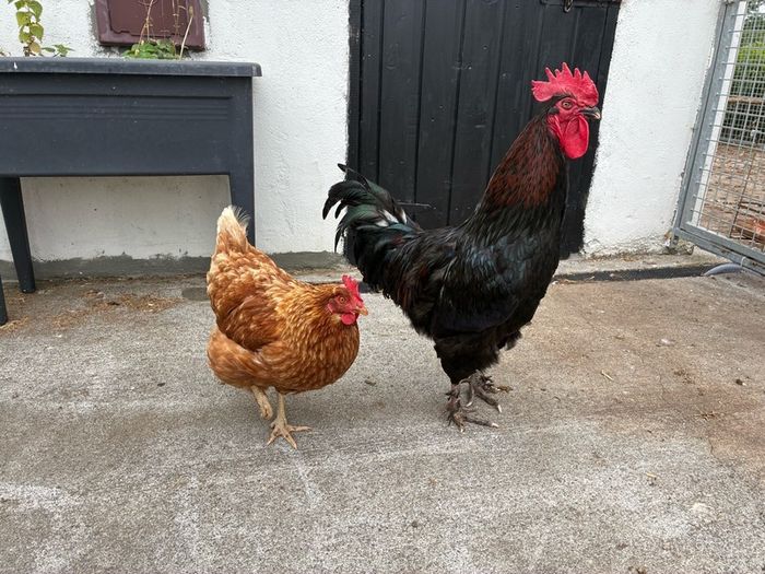 Roosters