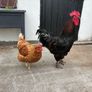 Roosters Image 2