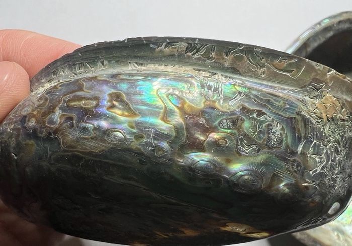 New Zealand Paua Abalone 3 Sea Shells Mother of Pearl