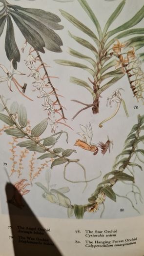 West Africa Lillies And Orchids. By J K. Morton. First Edition. Hardback In Good Condition. WITH 20 FABOLOUS PLATES WITH 80 LILLIES.