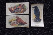 John Player and Sons Cigarette Transfer Cards - Wild Birds Series - 1932