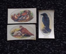 John Player and Sons Cigarette Transfer Cards - Wild Birds Series - 1932