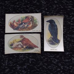 John Player and Sons Cigarette Transfer Cards - Wild Birds Series - 1932