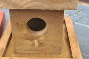 bird box