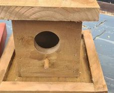 bird box