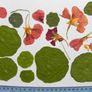 Nasturtium - Pressed Flowers for Crafting: Flowers, Petals, Leaves Image 2