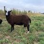 Zwartble Ram Lambs Image 2
