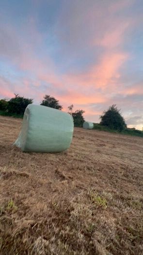 42 Bales of Haylage, Not chopped, good for horses