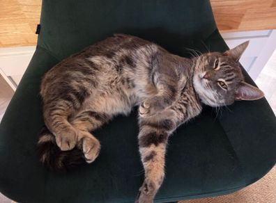 cat