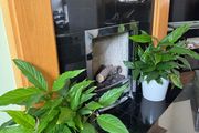 White lilies plants