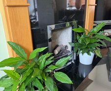White lilies plants
