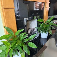 White lilies plants