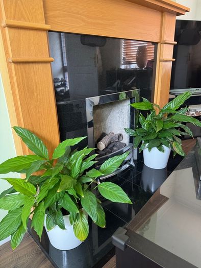White lilies plants