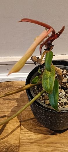 Philodendron Painted Lady - updated photos