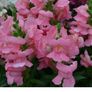 (S) Snapdragon Kimosy seeds 0.1g (415564) Image 2