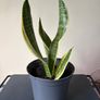 Snake plant Image 3
