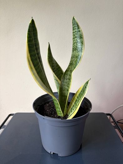 Snake plant