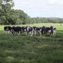 10 Pedigree registered Fr heifer calves Image 4