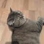 cat Image 2